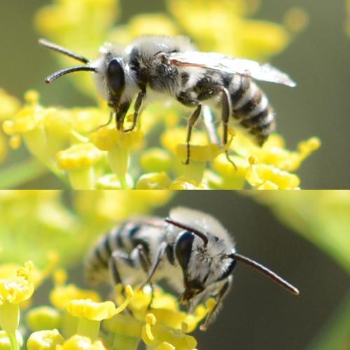Réf. 274 023 : Colletes sp.